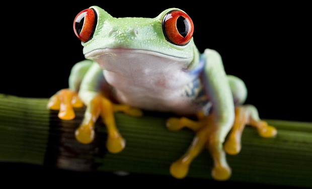 Red Eye Frog