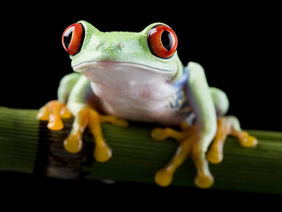 Eating Frogs for a Week