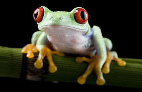 Red Eye Frog
