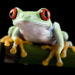 דלקת בעיניים הוליסטיות