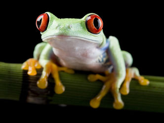 La grande et grosse grenouille