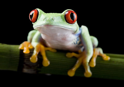 Red Eye Frog