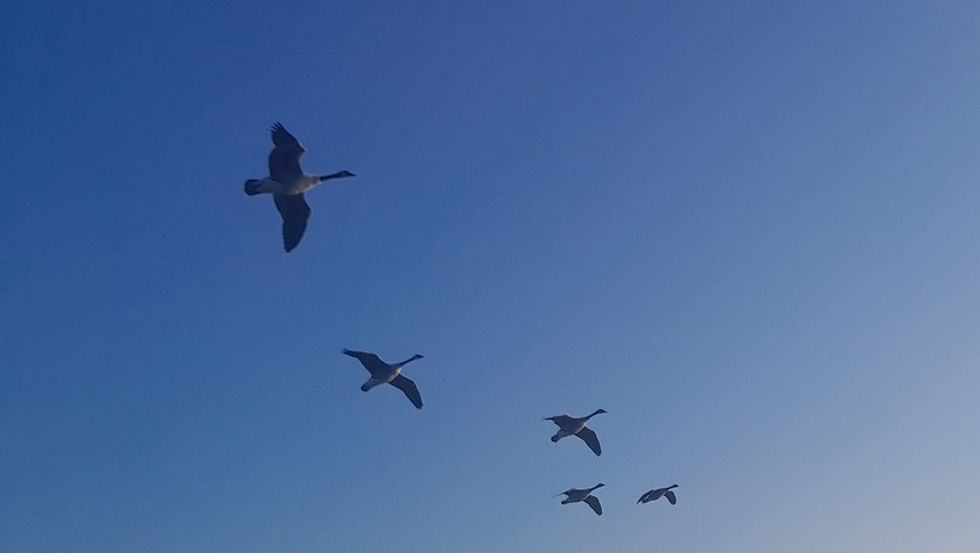 Available tide Geese/ganders/all