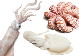 Molluscs - Squid, Octopus, Cuttle Fish