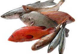 frozen-fresh-fish-seafood-export