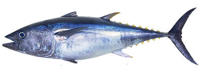 Bluefin Tuna Fresh and Frozen Exporter in india - Aquaone Seafoods
