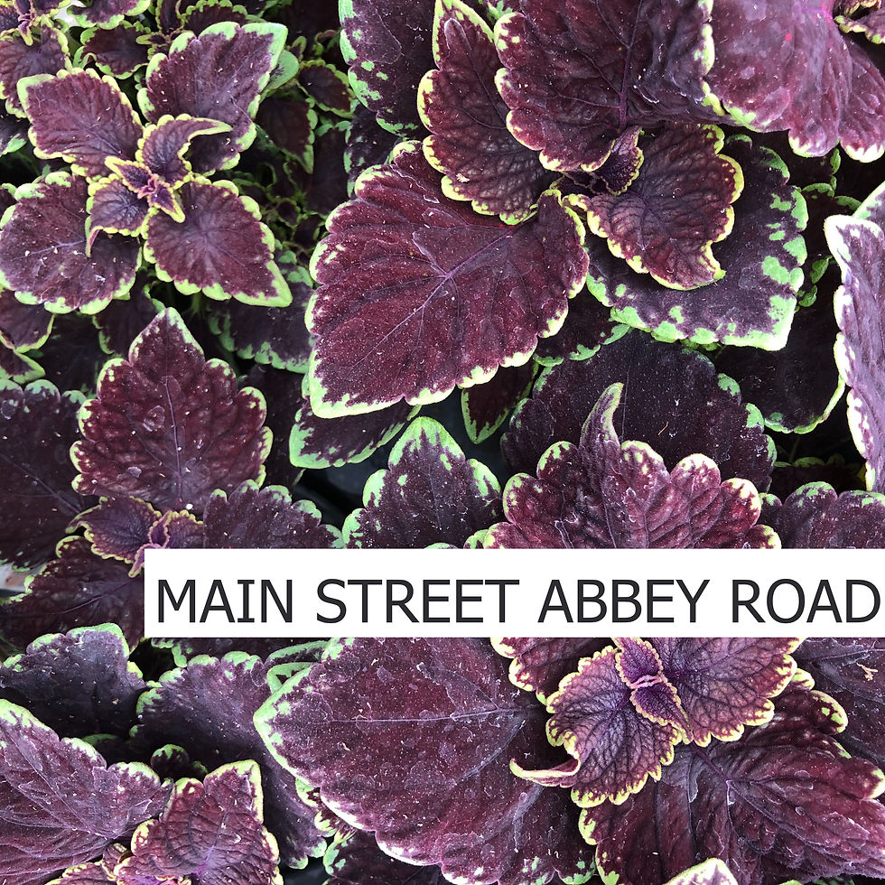 Thumbnail: Coleus