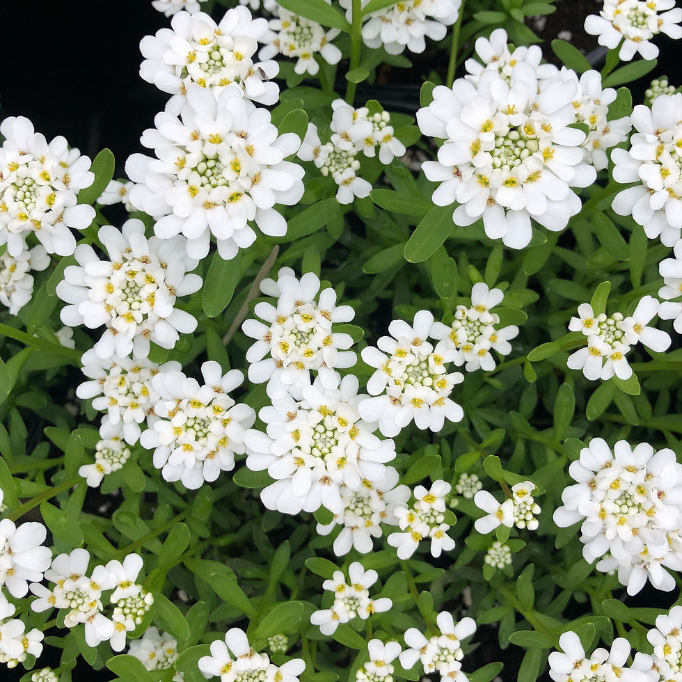 Thumbnail: Evergreen Candytuft 'Alexanders White'