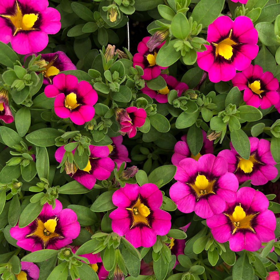 Thumbnail: Superbells (star) Calibrachoa