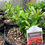 Thumbnail: Tall Garden Phlox