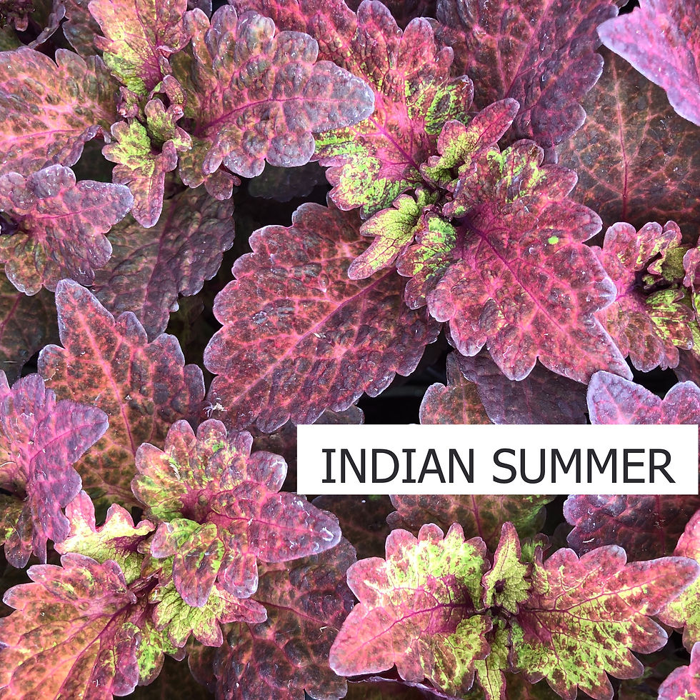Thumbnail: Coleus