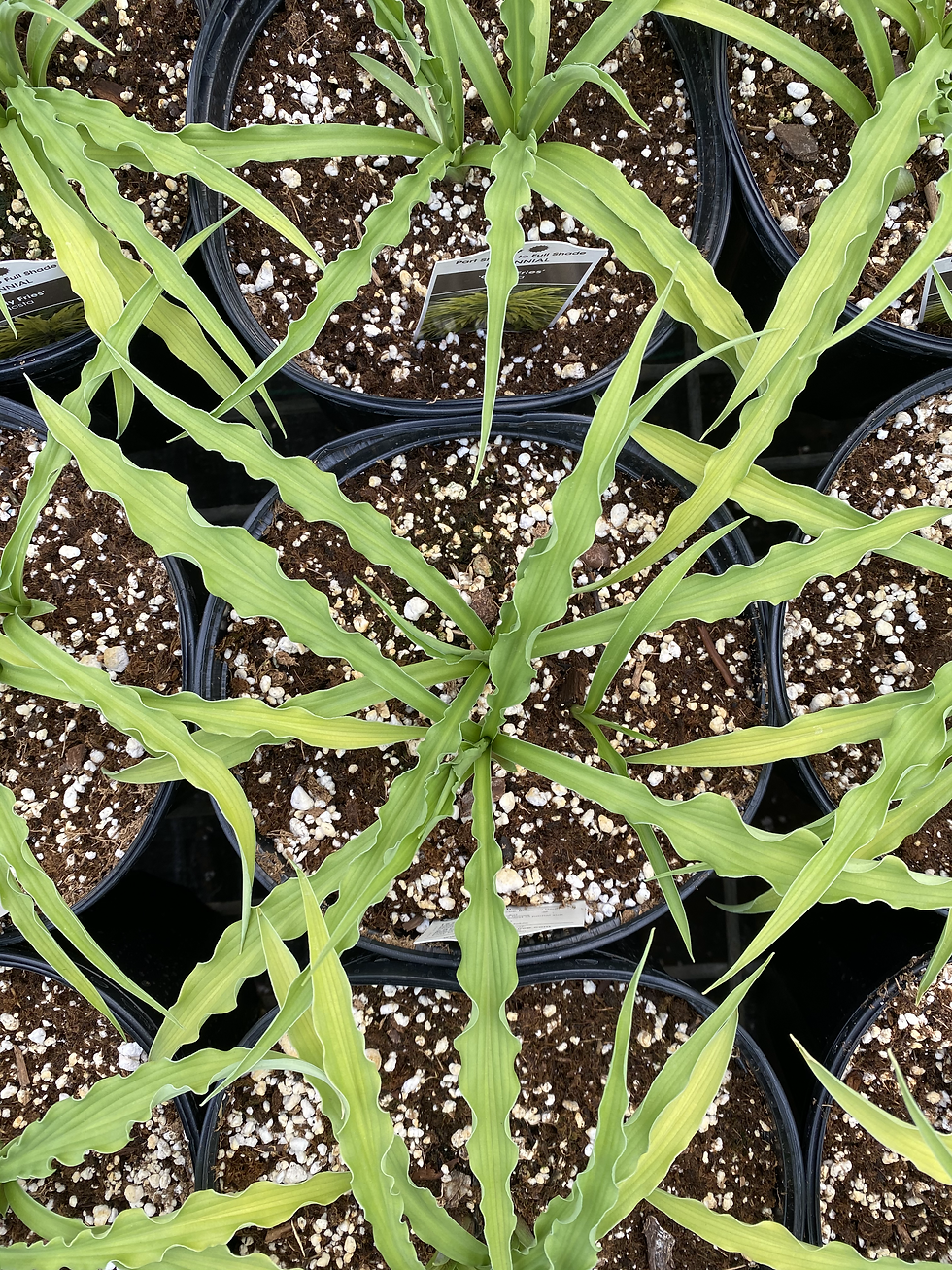 Thumbnail: Hosta