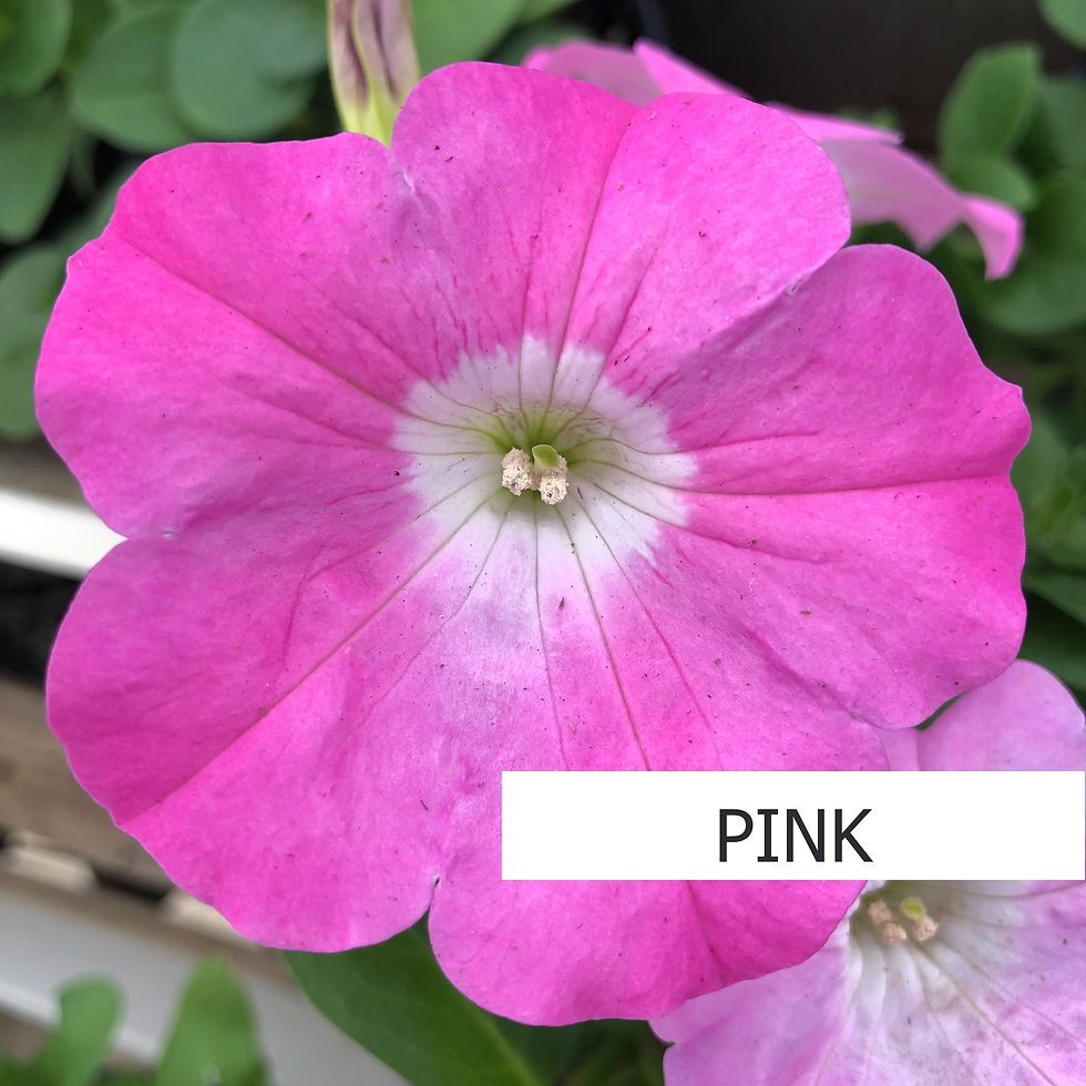 Thumbnail: Wave Petunias