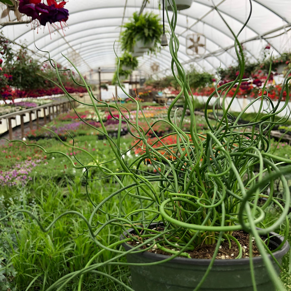 Spiralis Corkscrew Rush