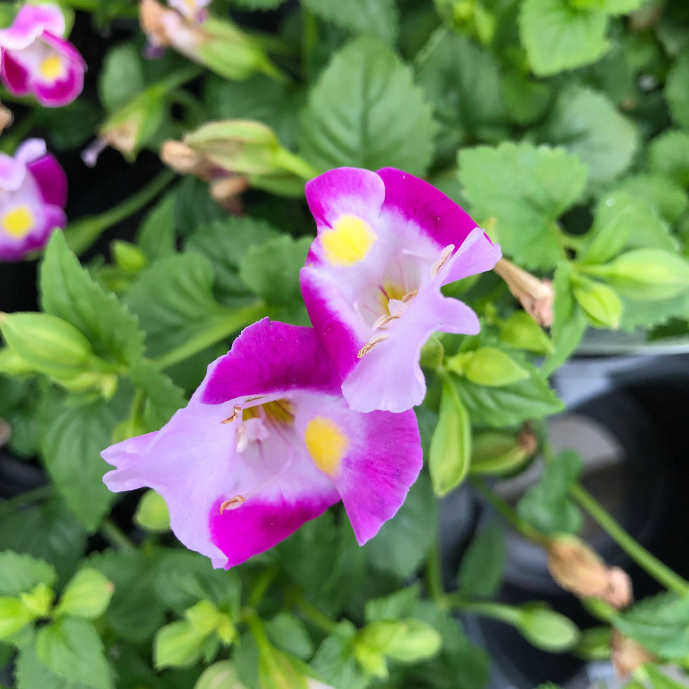 Thumbnail: Torenia