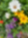 IMG_8312.jpeg