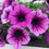 Thumbnail: Supertunia
