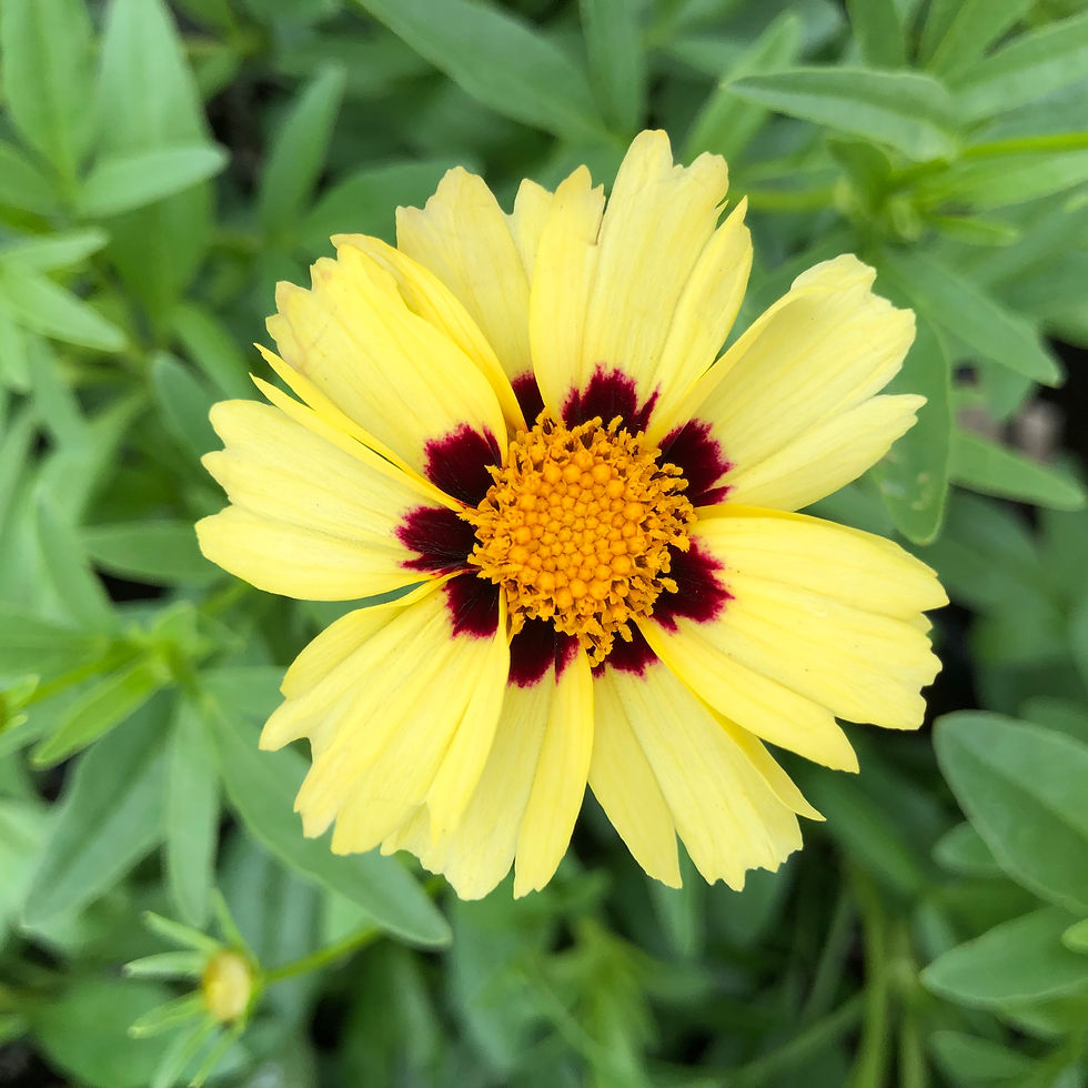 Thumbnail: Tickseed Coreopsis