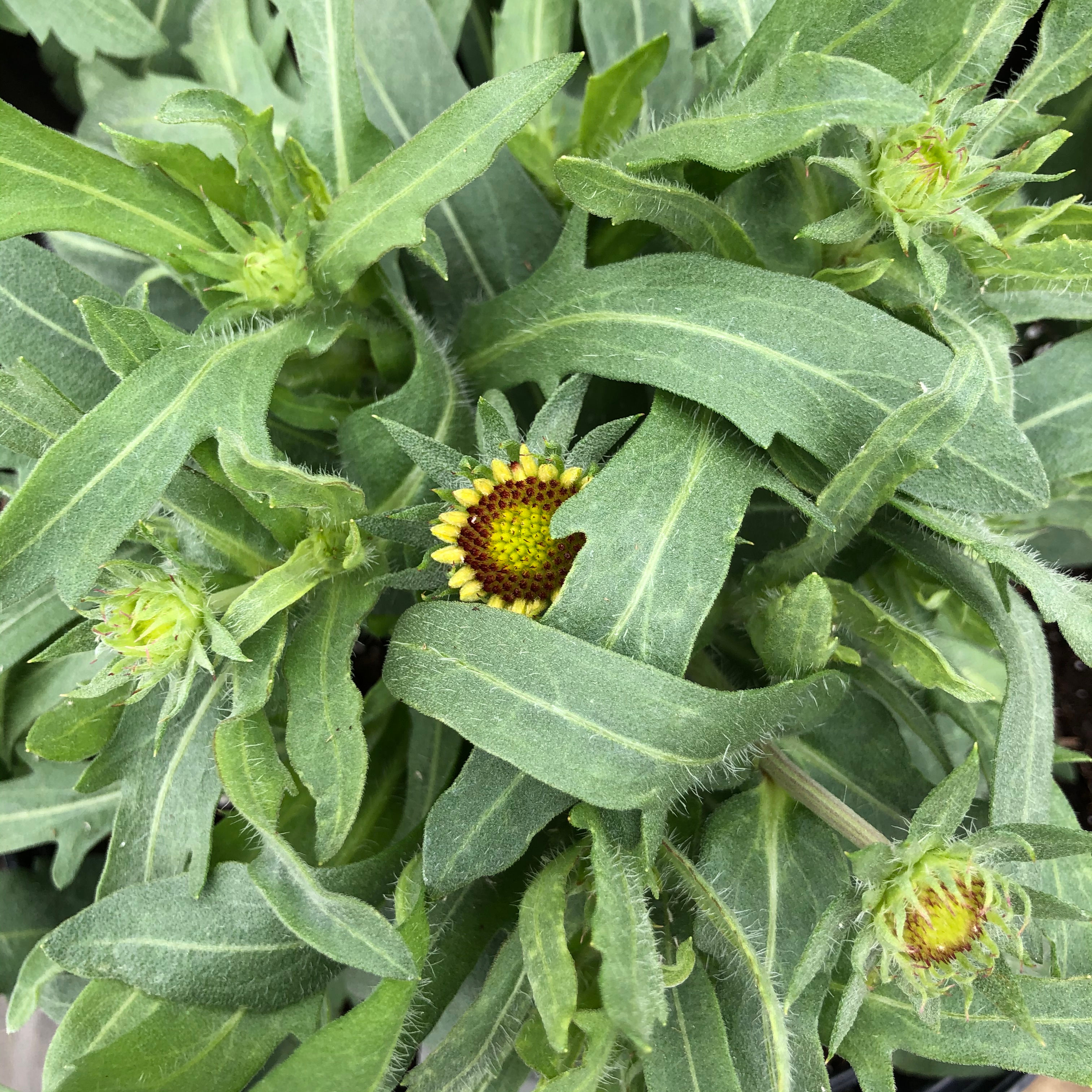 Gaillardia (blanket flower)