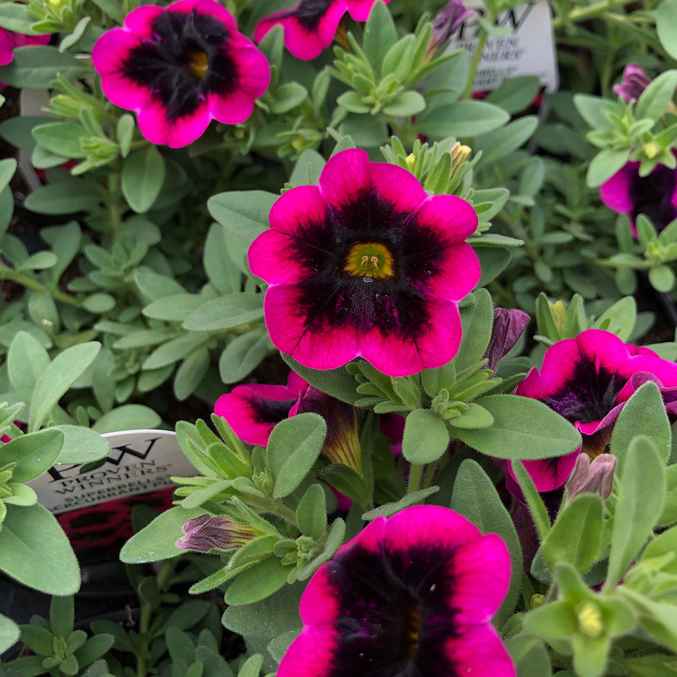 Superbells (punch) Calibrachoa