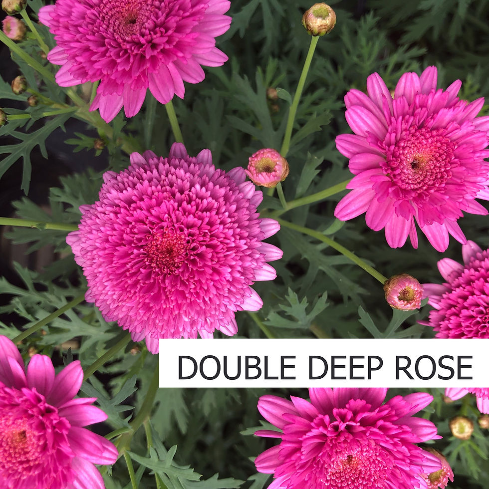 Thumbnail: Argyranthemum