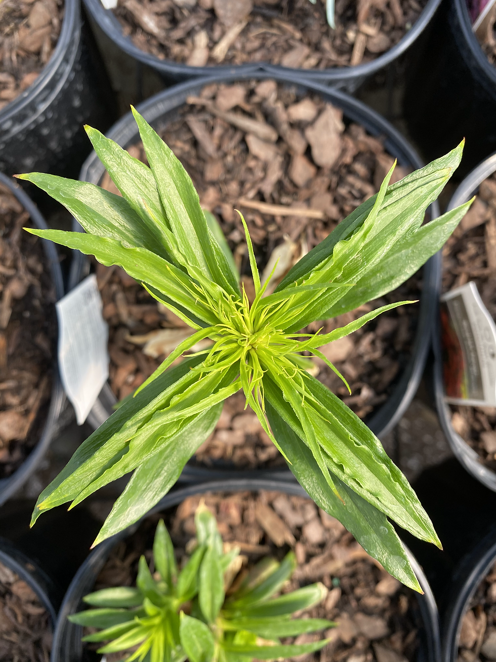Thumbnail: Dianthus