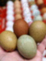 Woodland Olive Egger Eggs