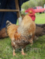 Bielefelder rooster
