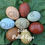 Thumbnail: Young Laying Hens - 2025