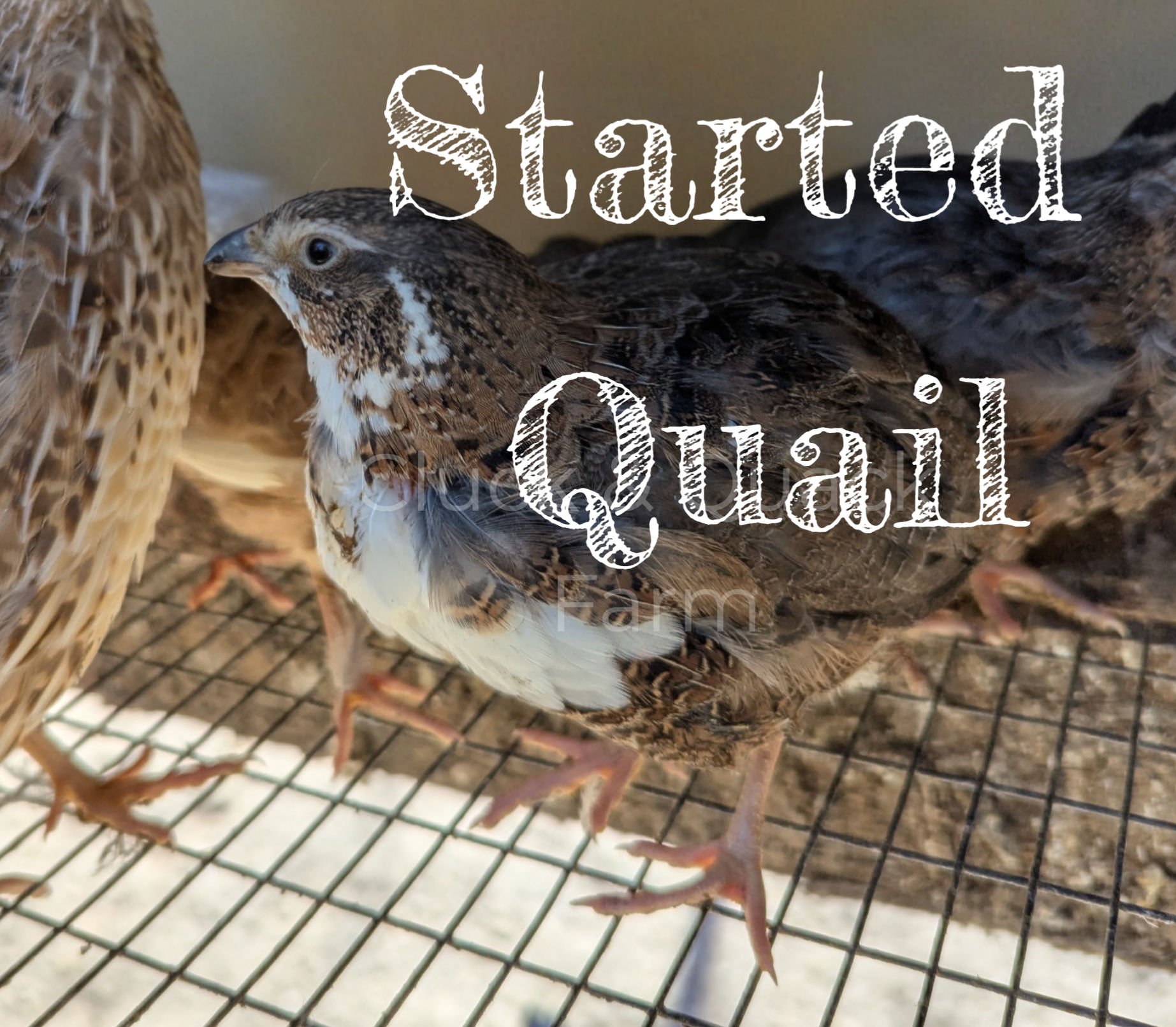 Local Pickup Only: Started Coturnix Quail