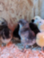 Woodland Olive Egger Chicks