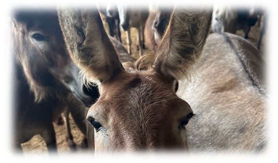 donkeys wide.jpg