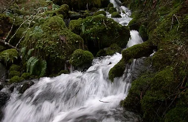 Fazenda Forest Aspen Climate Funding
