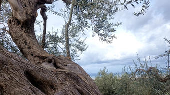 AGRITURISMO SICILIA