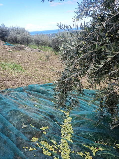 olio di oliva extravergine