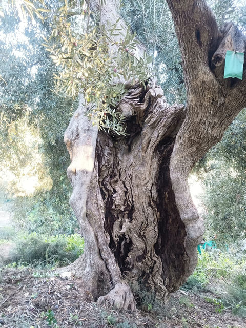 oliveto siciliano