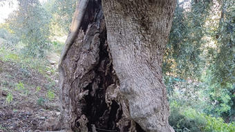 AGRITURISMO SICILIA