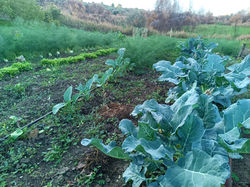 giardino agriturismo le campanelle sicilia (4)