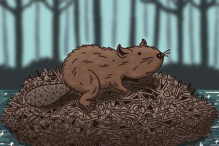 Castoro piccola_edited.jpg