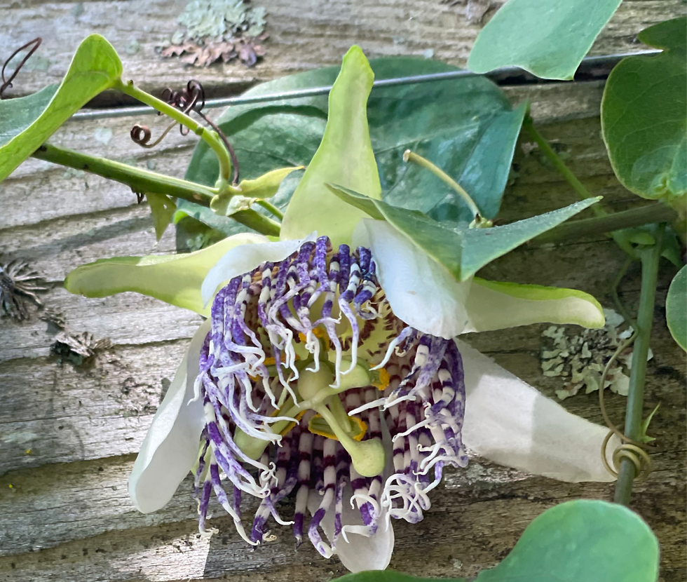 Passiflora actina "sea anemone passion flower"