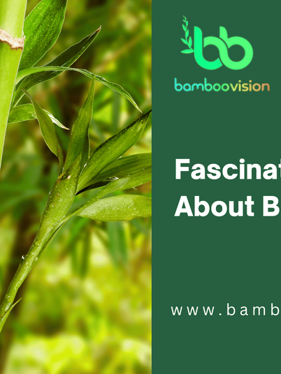 10 Fascinating Facts About Bamboo: Where Does It Come From?