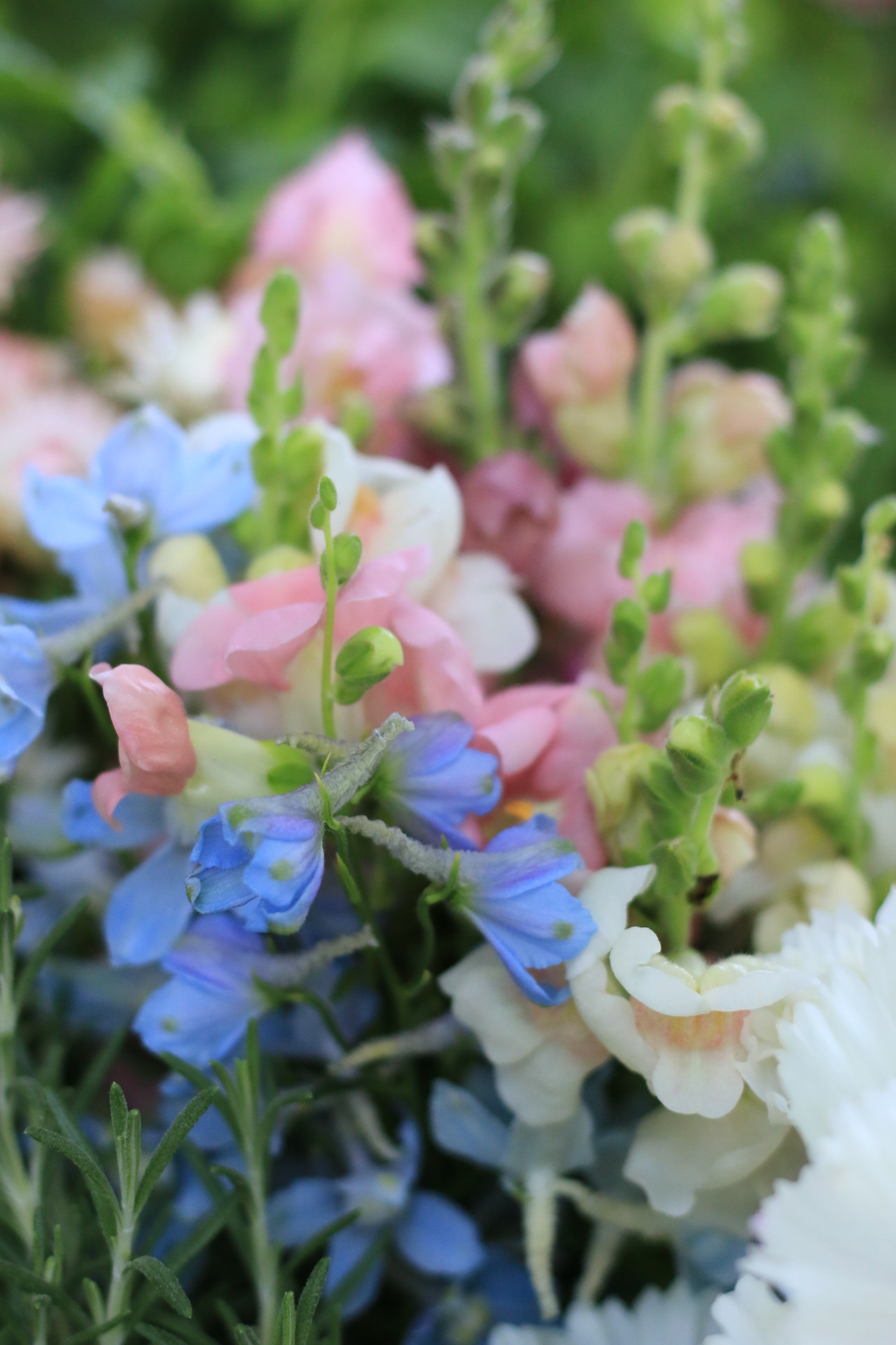 Cherry Petals Flower Farm Utah Cut Flower Farm Association