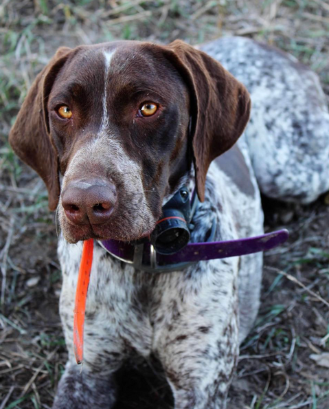 German Shorthair Pointer