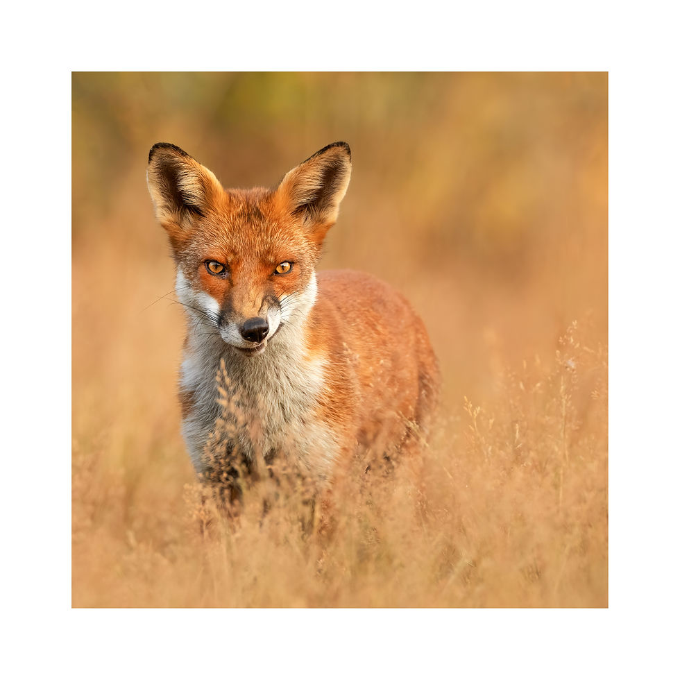 Thumbnail: 'Smirking fox'