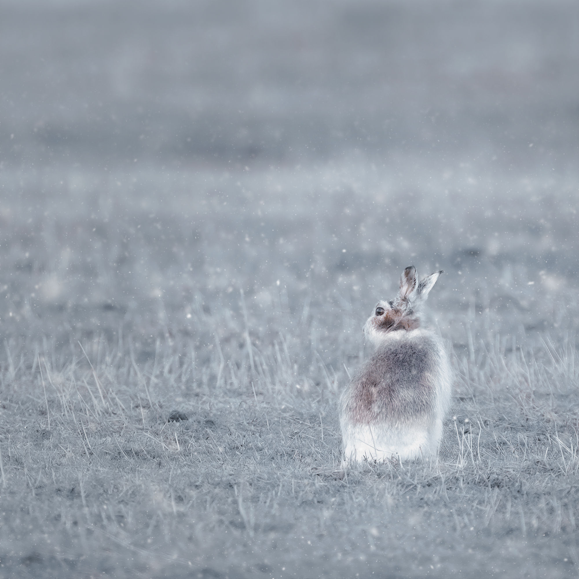 Mountain hare in the frost card