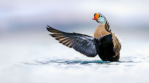 King eider flapping wings copy 2.jpg