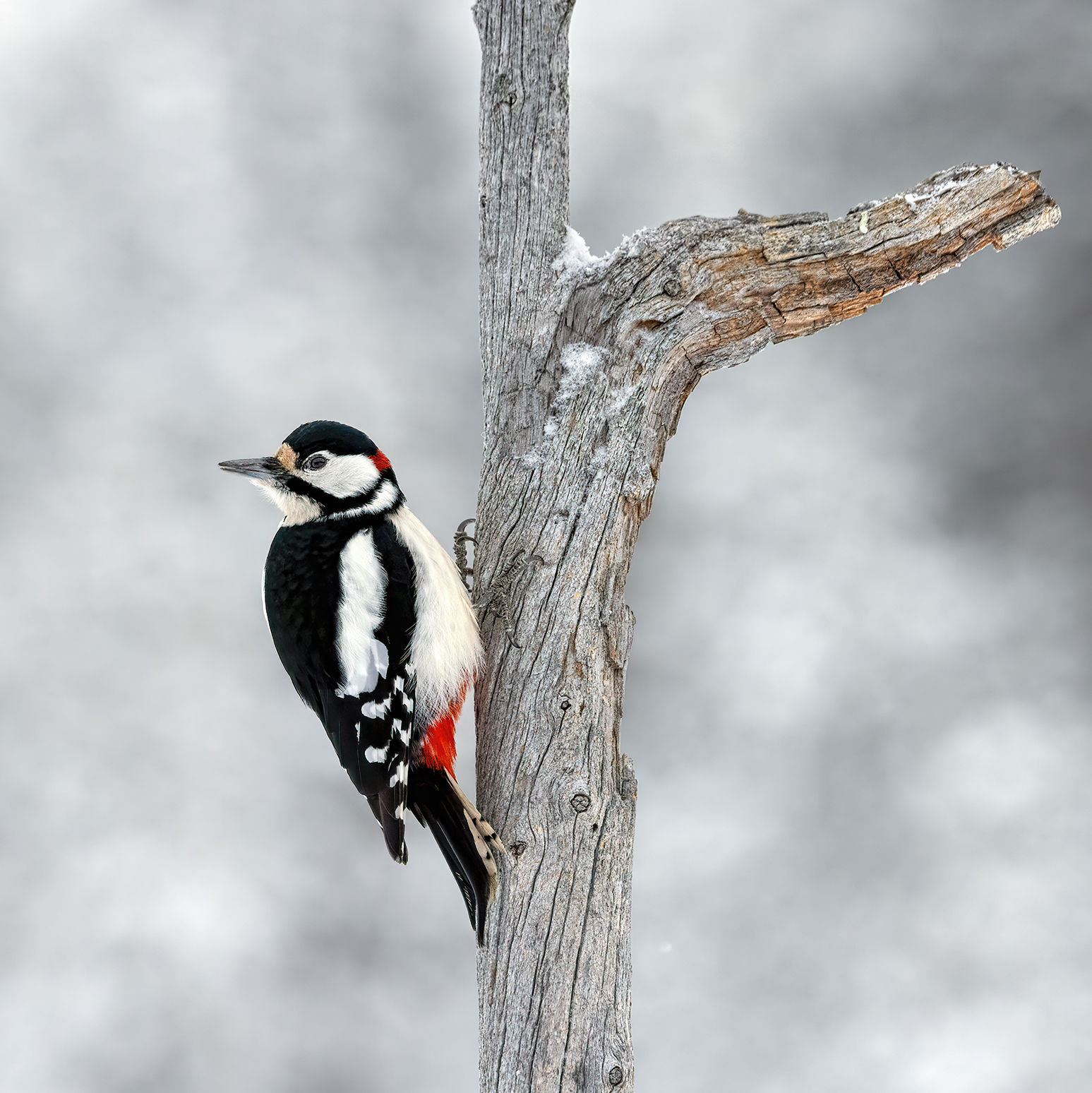 Winter Sentinel | 6-pack