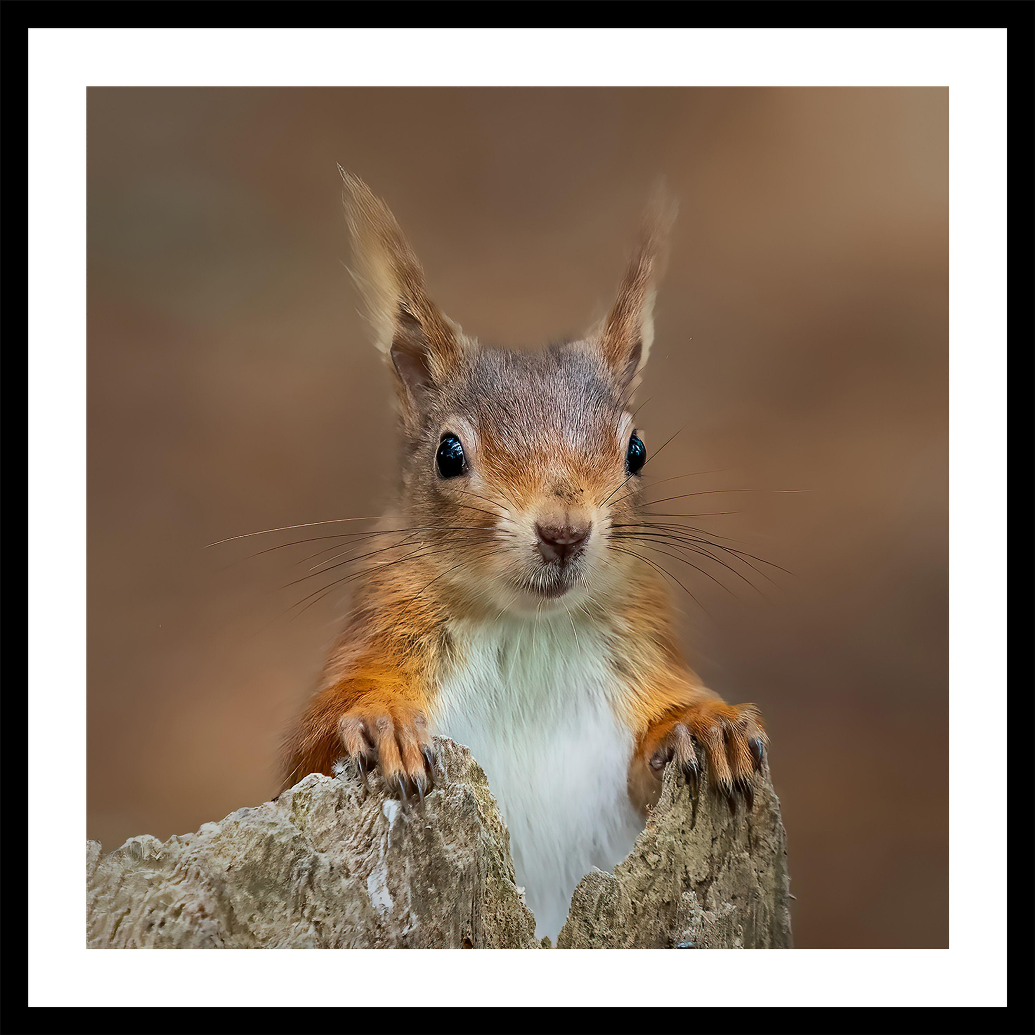Cheeky Chappy | Wholesale options