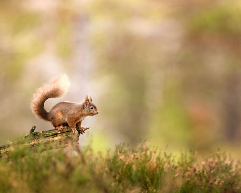 squirrel about to jump copy.jpg