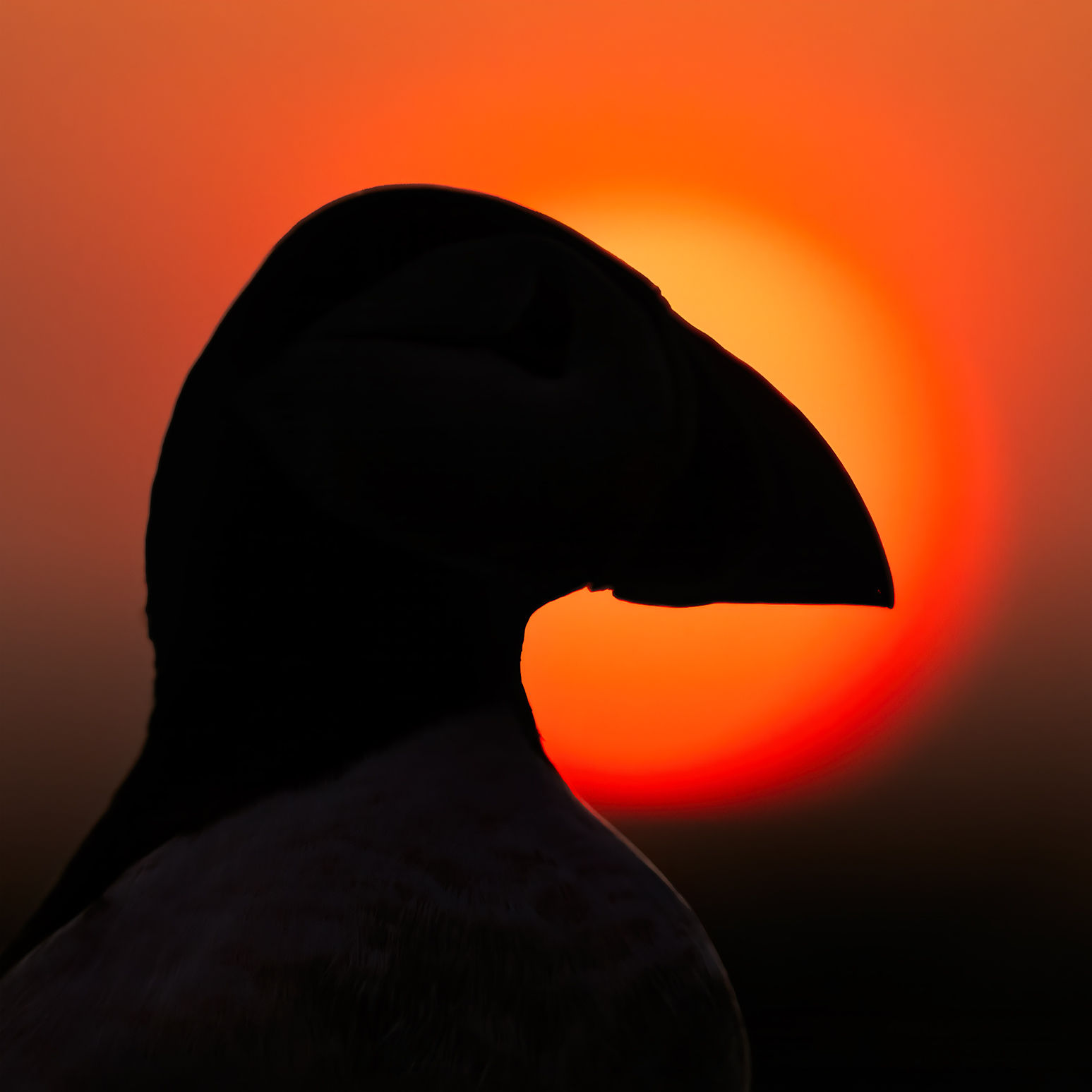 Puffin Profile